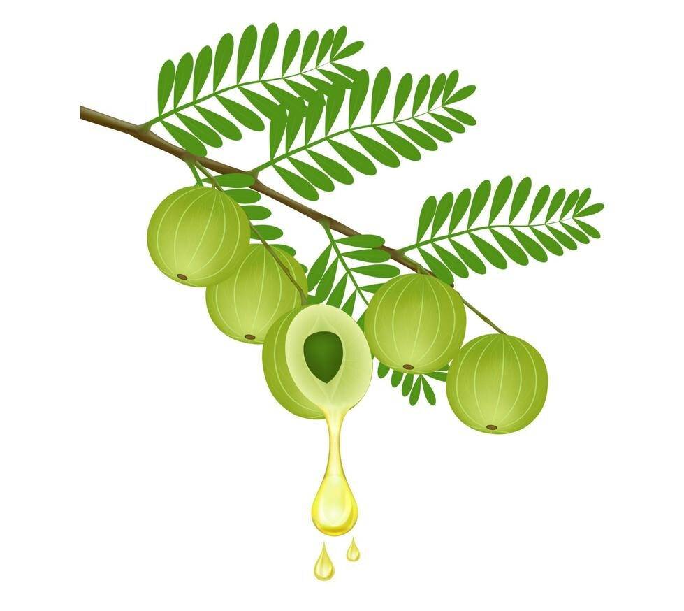 oil-drop-from-fresh-indian-gooseberry-or-amla-fruit-medicinal-fruit-it-is-very-rich-in-vitamin-c-and-contains-many-minerals-medical-concept-realistic-3d-isolated-on-white-background-vector